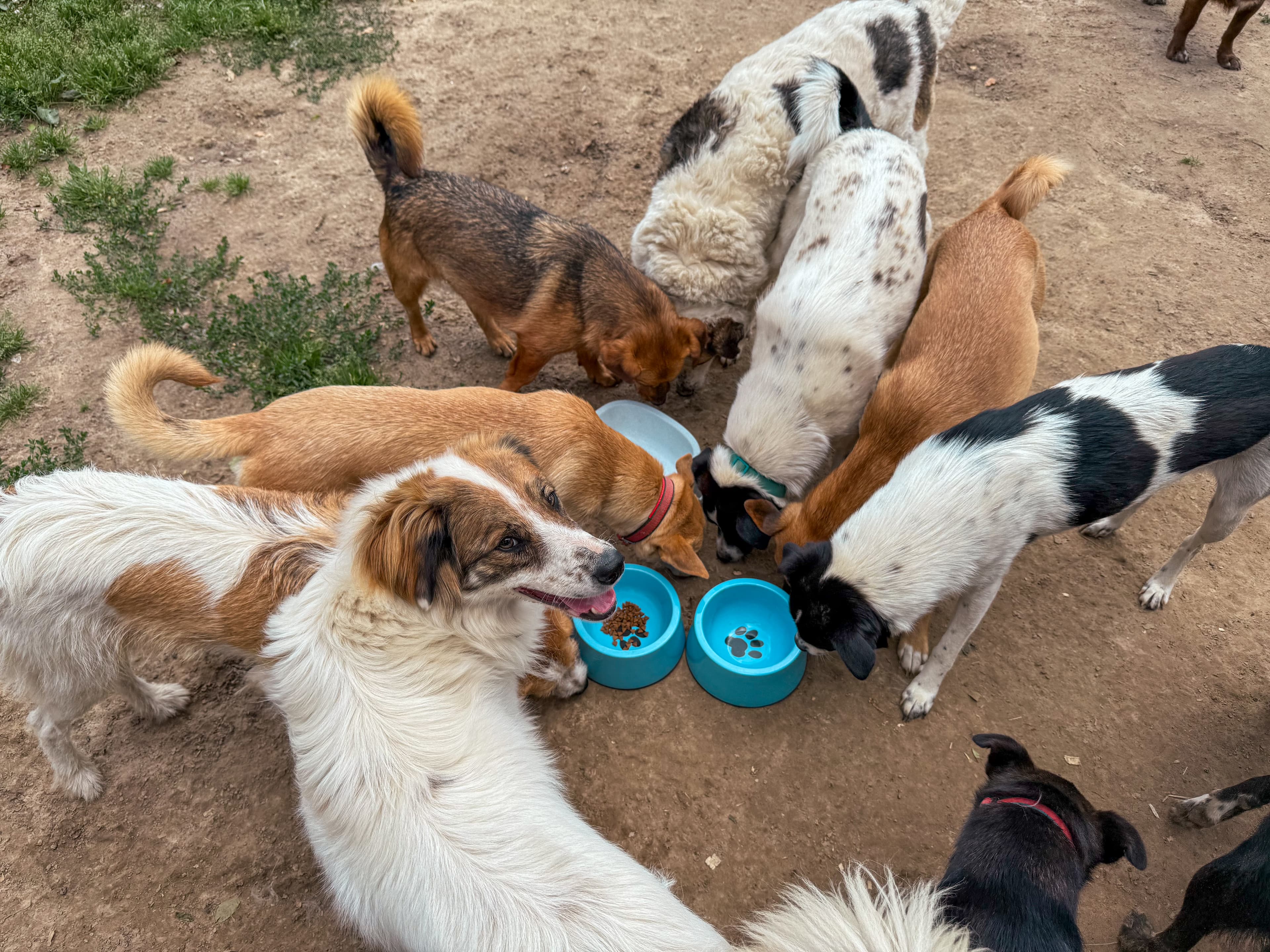 Dogs rescued from war zones finding warm homes through Green Shelter